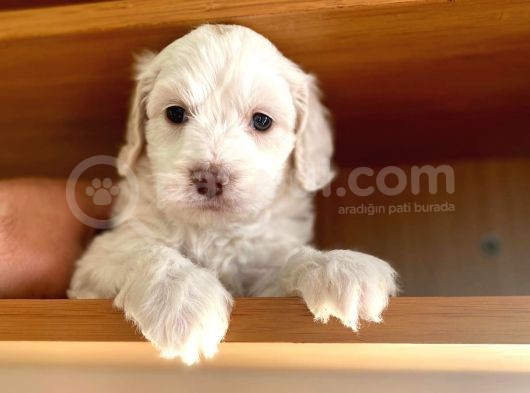 Maltipoo Yavrular