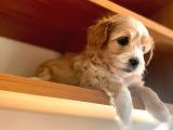 Maltipoo Yavrular