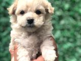 Secereli Dizayn Irk Maltipoo Yavrumuz