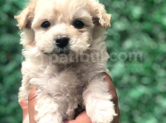 Secereli Dizayn Irk Maltipoo Yavrumuz görsel