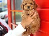 Safkan Toy Poodle Yavrularımız