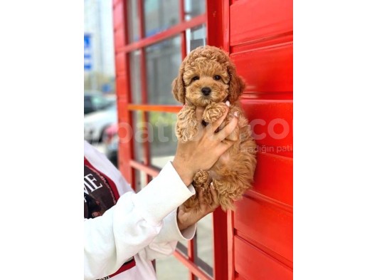 Safkan Toy Poodle Yavrularımız