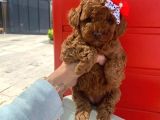 Safkan Toy Poodle Yavrularımız