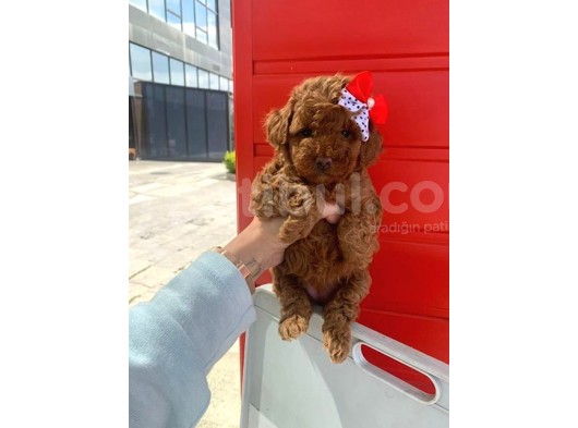 Safkan Toy Poodle Yavrularımız görsel