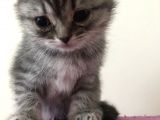 2 Adet Dişi Scottish Fold Yavrular