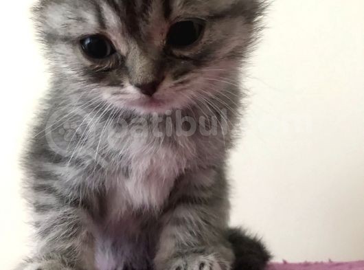 2 Adet Dişi Scottish Fold Yavrular görsel