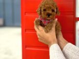 Safkan Toy Poodle Yavrularımız