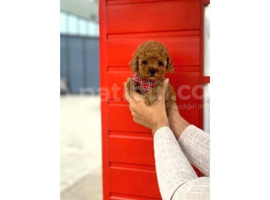 Safkan Toy Poodle Yavrularımız görsel