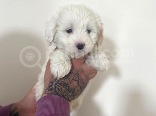 Morkie Yavrular görsel