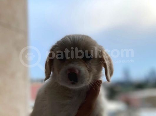 Malta Maltese Terri̇er Prens Ve Prensesler görsel