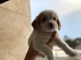 Malta Maltese Terri̇er Prens Ve Prensesler