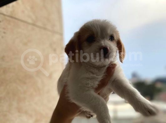 Malta Maltese Terri̇er Prens Ve Prensesler görsel