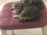 2 Adet Dişi Scottish Fold Yavrular