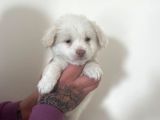 Morkie Yavrular
