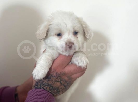 Morkie Yavrular görsel