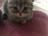 2 Adet Dişi Scottish Fold Yavrular
