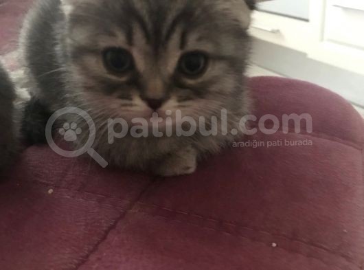2 Adet Dişi Scottish Fold Yavrular