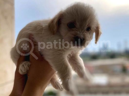 Malta Maltese Terri̇er Prens Ve Prensesler