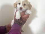 Morkie Yavrular