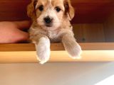 Maltipoo Yavrular