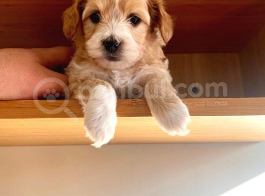 Maltipoo Yavrular görsel