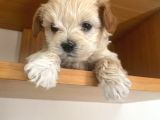Maltipoo Yavrular