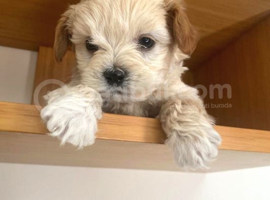 Maltipoo Yavrular görsel