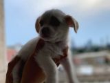 Malta Maltese Terri̇er Prens Ve Prensesler