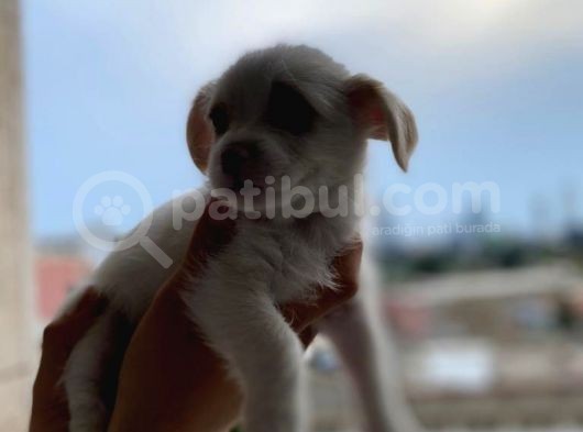 Malta Maltese Terri̇er Prens Ve Prensesler görsel