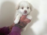 Morkie Yavrular
