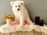Samoyed Yavrumuz  