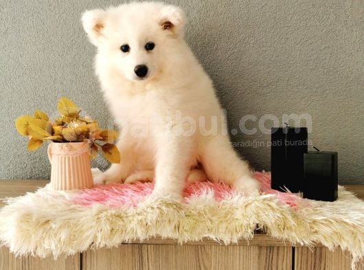 Samoyed Yavrumuz   görsel