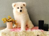 Samoyed Yavrumuz  