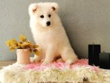 Samoyed Yavrumuz  