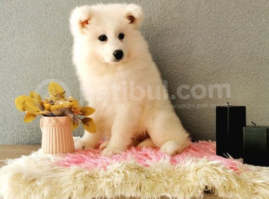 Samoyed Yavrumuz  