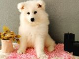 Samoyed Yavrumuz  