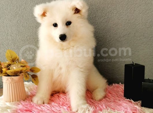 Samoyed Yavrumuz   görsel