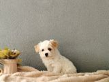 F1 Maltipoo Yavrularımız  