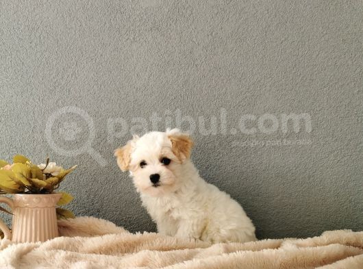 F1 Maltipoo Yavrularımız   görsel