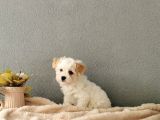 F1 Maltipoo Yavrularımız  