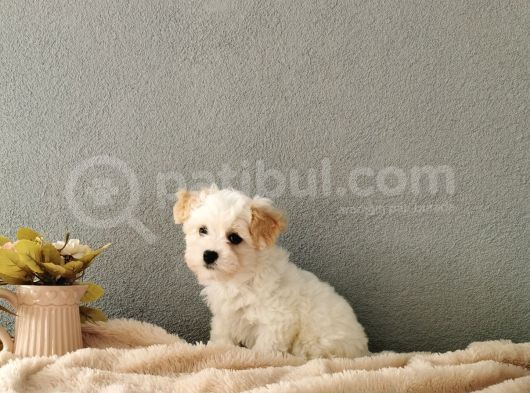 F1 Maltipoo Yavrularımız   görsel