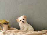 F1 Maltipoo Yavrularımız  