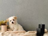 F1 Maltipoo Yavrularımız  