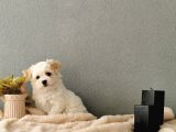 F1 Maltipoo Yavrularımız  