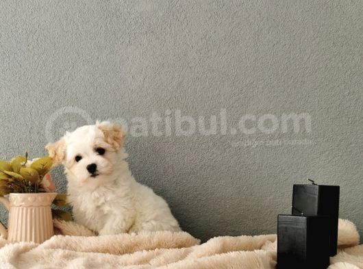 F1 Maltipoo Yavrularımız   görsel