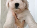 Küçük Maltese Terrier Bebeğim