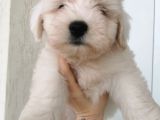 Küçük Maltese Terrier Bebeğim
