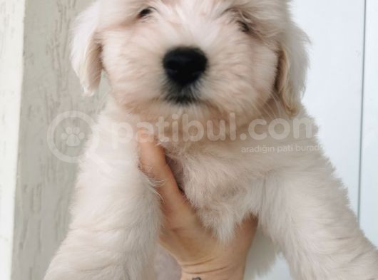 Küçük Maltese Terrier Bebeğim görsel