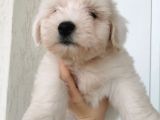 Küçük Maltese Terrier Bebeğim
