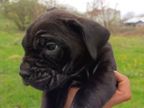 45 Günlük Erkek Cane Corso